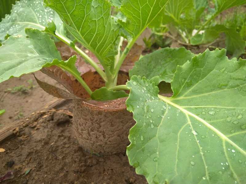 Эффективность использования валерьянки для защиты капусты от вредителей