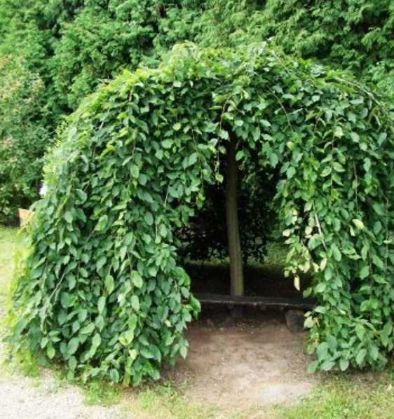 Ива Пендула пользуется большой популярностью среди садоводов и ландшафтных дизайнеров. Ее плакучая форма отлично смотрится как в одиночных посадках, так и в композициях с другими декоративными растениями. Благодаря своей изысканности и грации, Ива Пендула стала символом романтики и эстетики природы.
