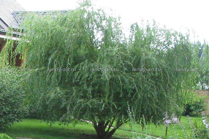 Ива Шатер (Salix caprea) – растение семейства ивовых, распространенное по всей Европе, а также в некоторых регионах Азии и Северной Африке. Это невысокое деревце или кустарник, который обладает прямыми ветвями и считается одним из самых распространенных видов вида Salix.