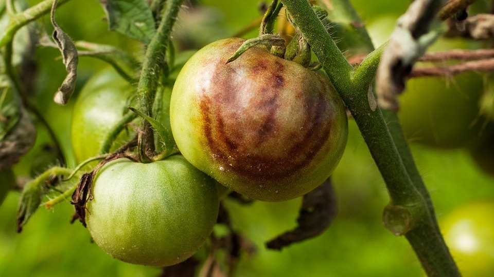 Профилактика фитофторы на помидорах
