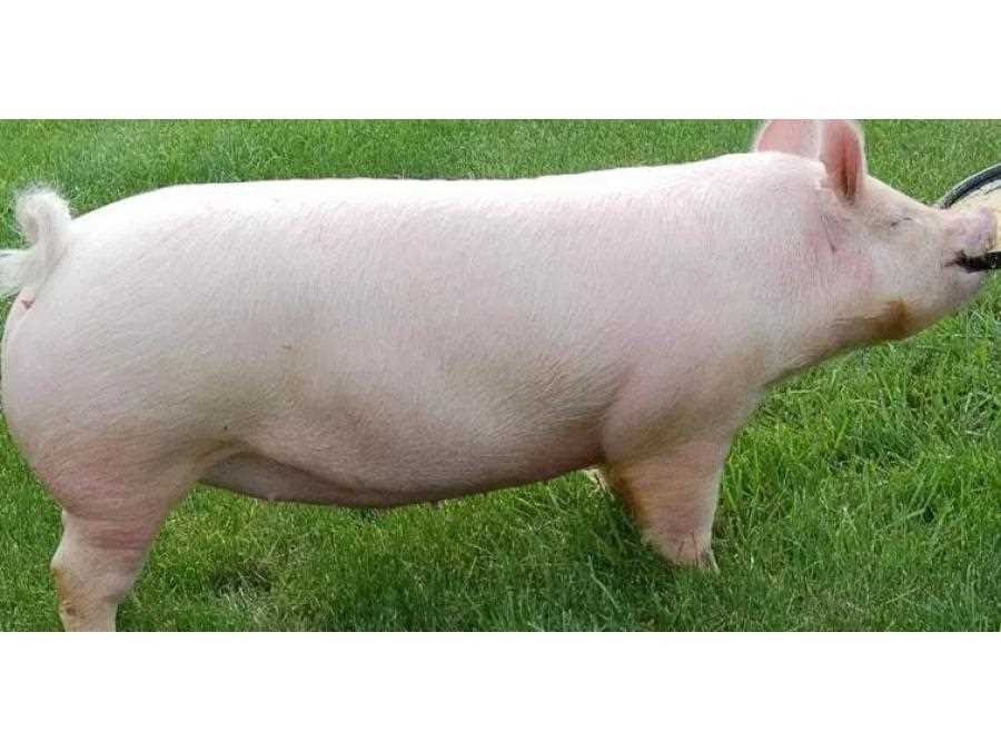 Йоркшир порода свиней: польза и вред