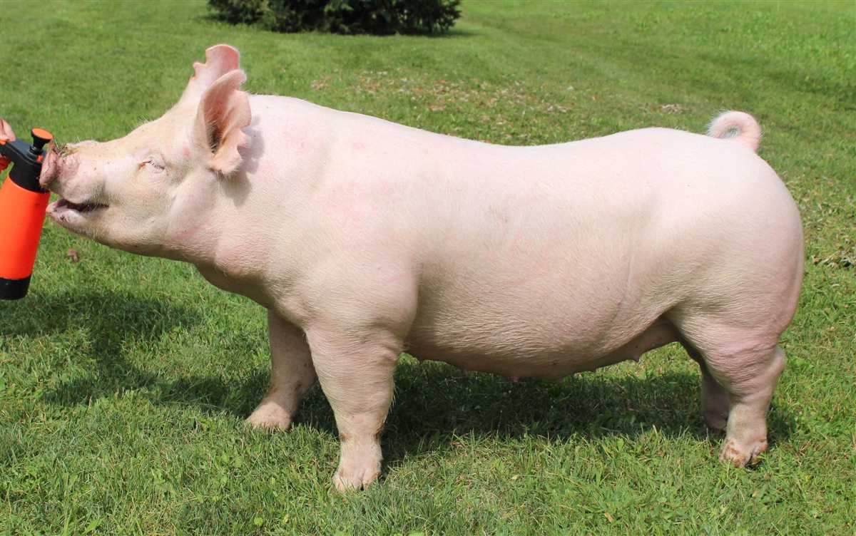 Популярность йоркширской породы свиней