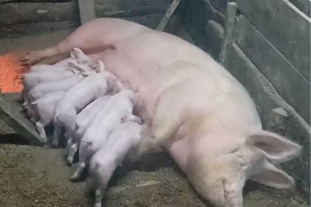 Разведение йоркширской породы свиней