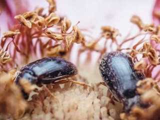 Симптомы и повреждения малинным жуком