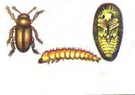 Как происходит размножение и жизненный цикл малинного жука