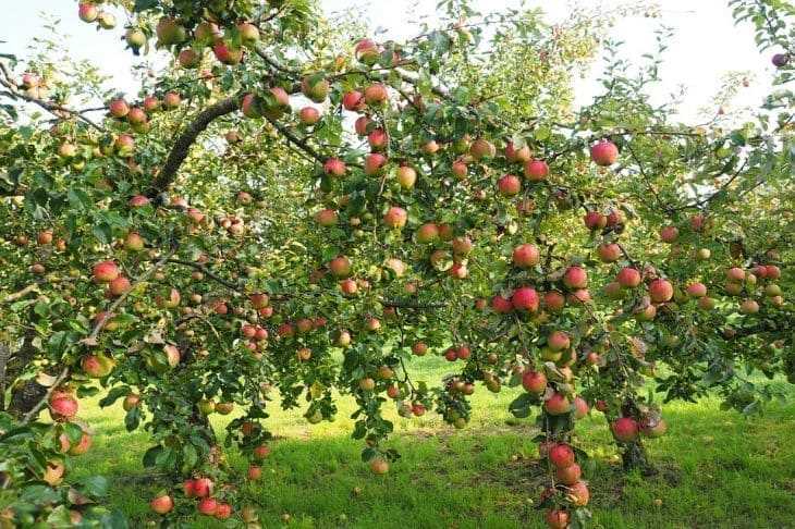 Как ухаживать за яблонями? Правила полива и частота обработки