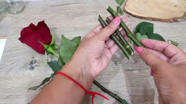 Как правильно сажать черенки роз?