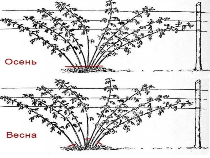 Ежевика садовая посадка и уход. Схема обрезки ежевики. Ежевика Садовая посадка. Весенняя обрезка ежевики.