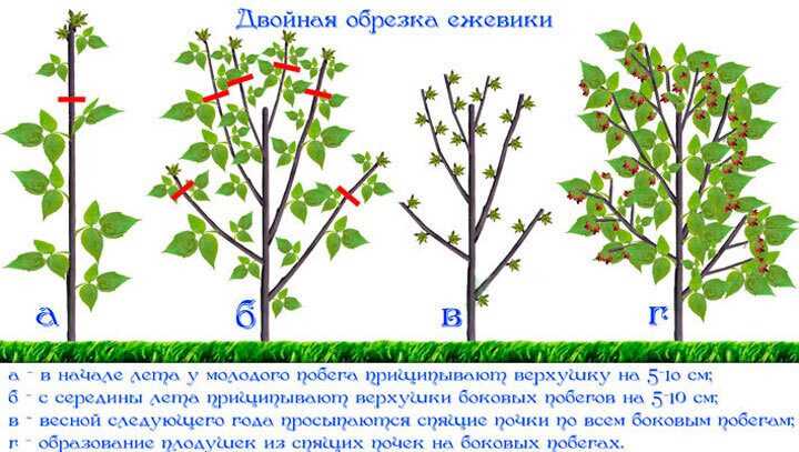 Оптимальный момент для обрезки