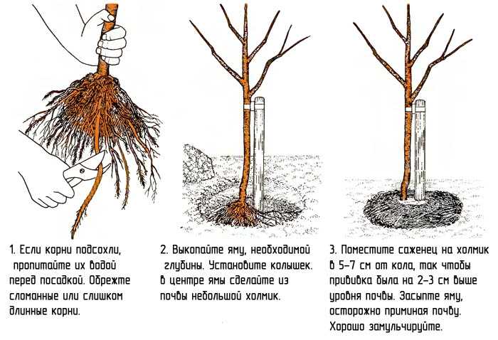 Выбор и подготовка посадочного материала