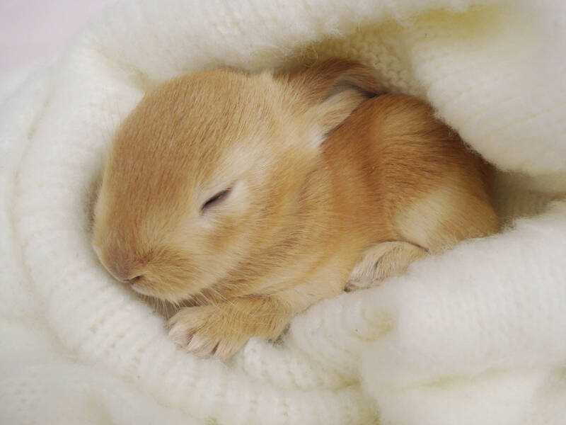 Сон кроликов в неволе