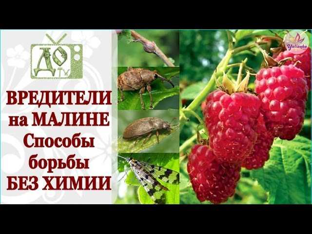 Какие проблемы возникают при соседстве с малиной?