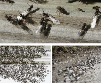 Методы предотвращения появления муравьев с крыльями