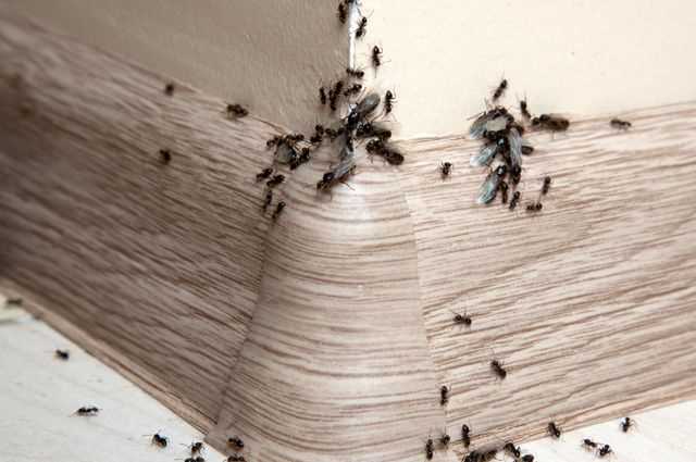 Понимание причин появления муравьев с крыльями