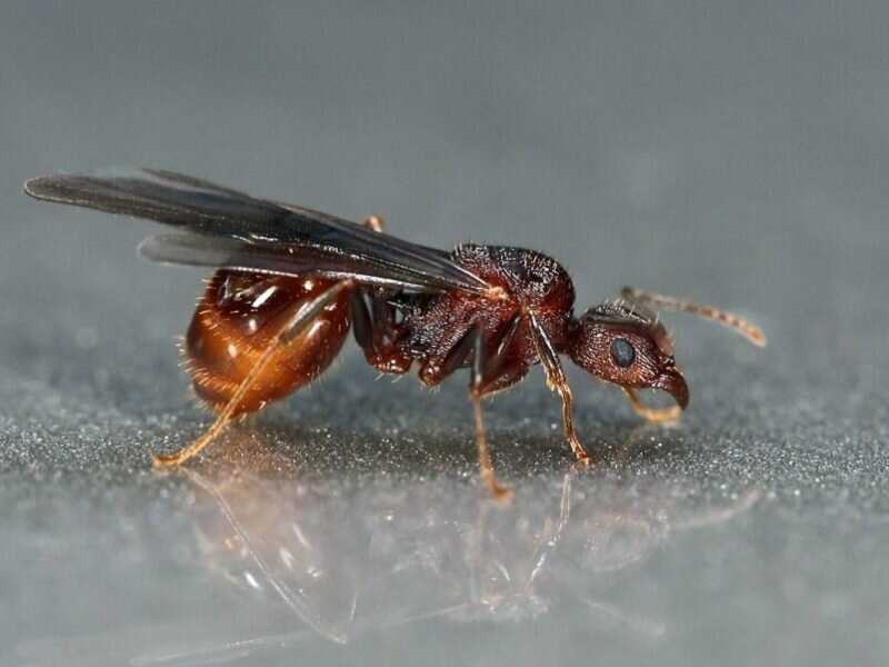 Как устранить крылатых муравьев в доме?
