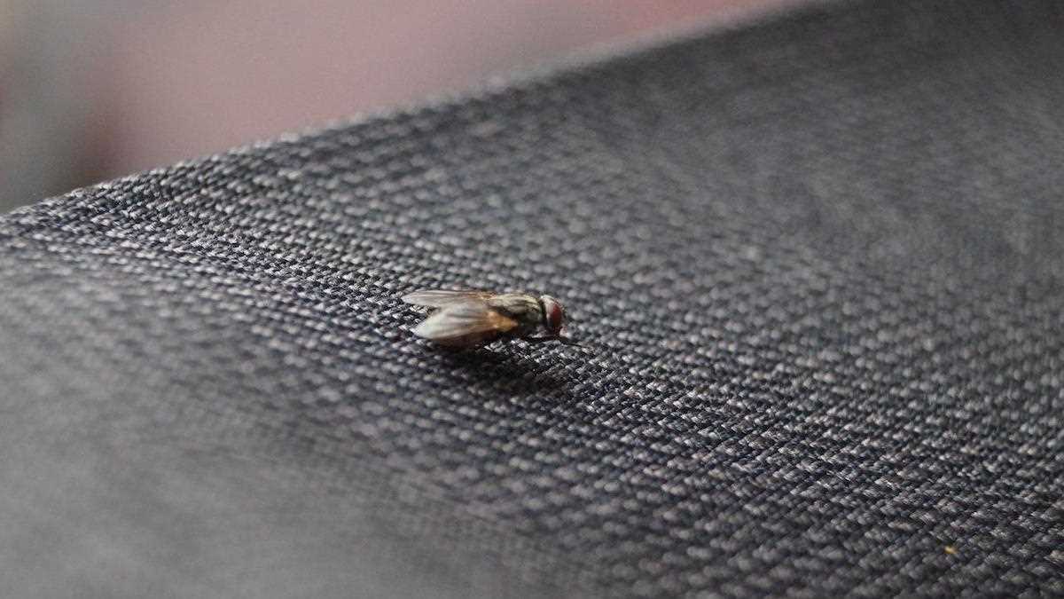 Причины появления мух в сарае