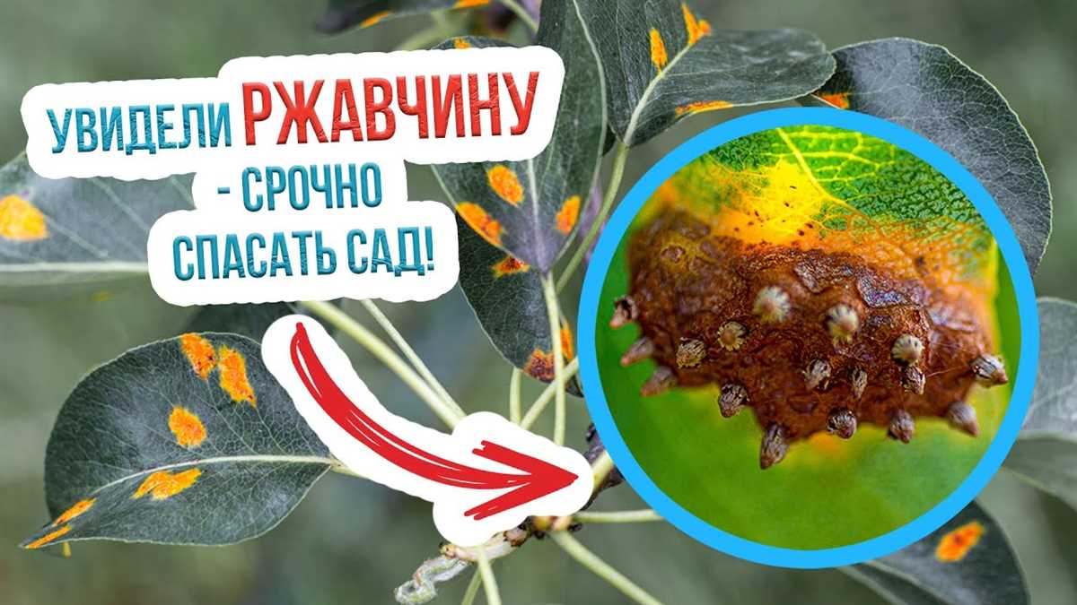 Почему деревья ржавеют и как это влияет на их здоровье?