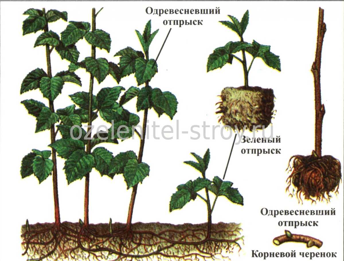 Уход за молодыми растениями