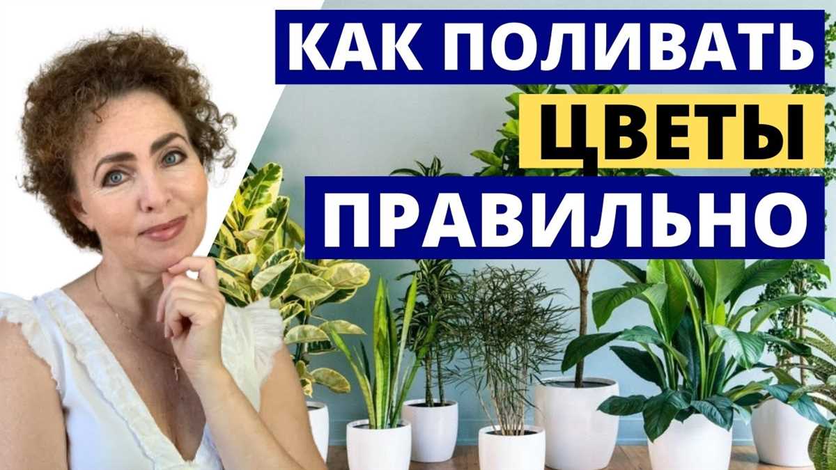 Как определить оптимальное количество воды для полива комнатных цветов?