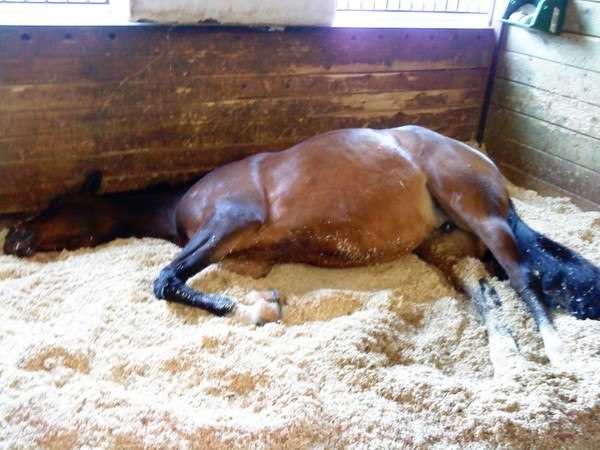 Внешние признаки сна у лошади