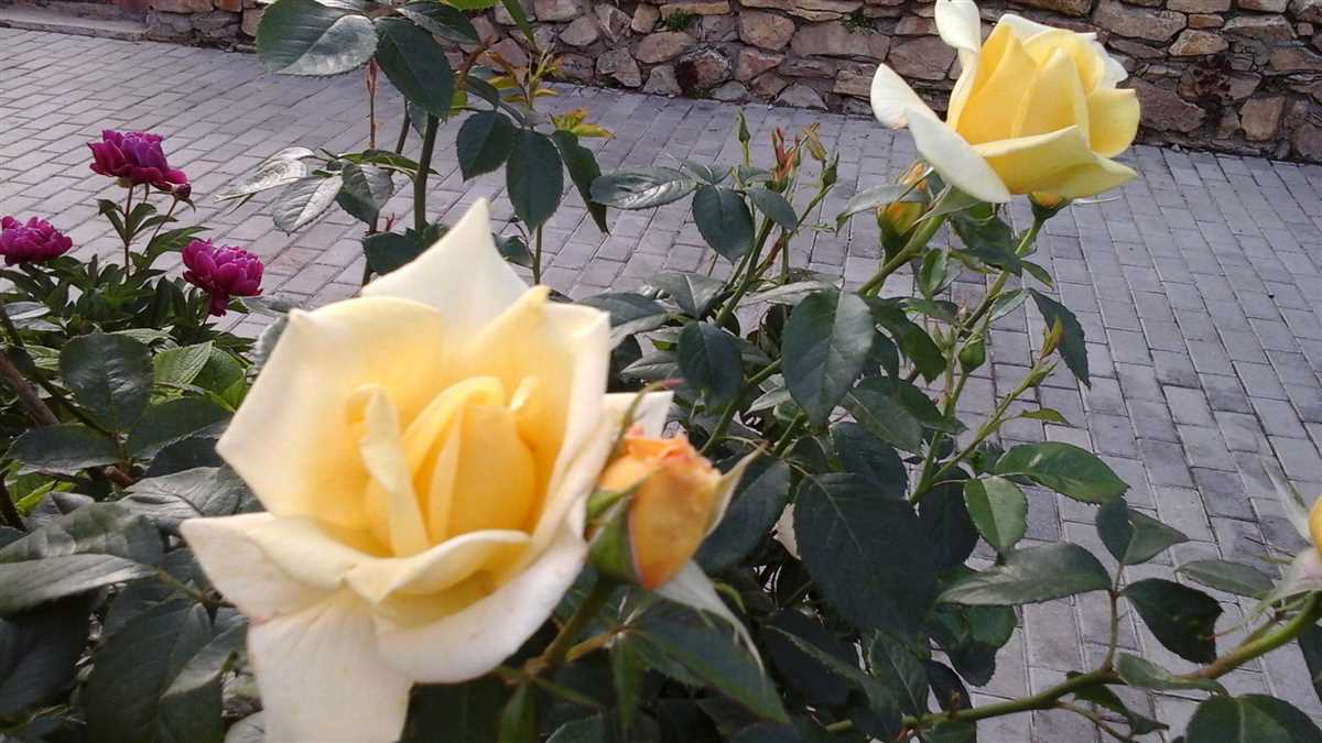 Почему и как обрабатывать розы осенью железным купоросом