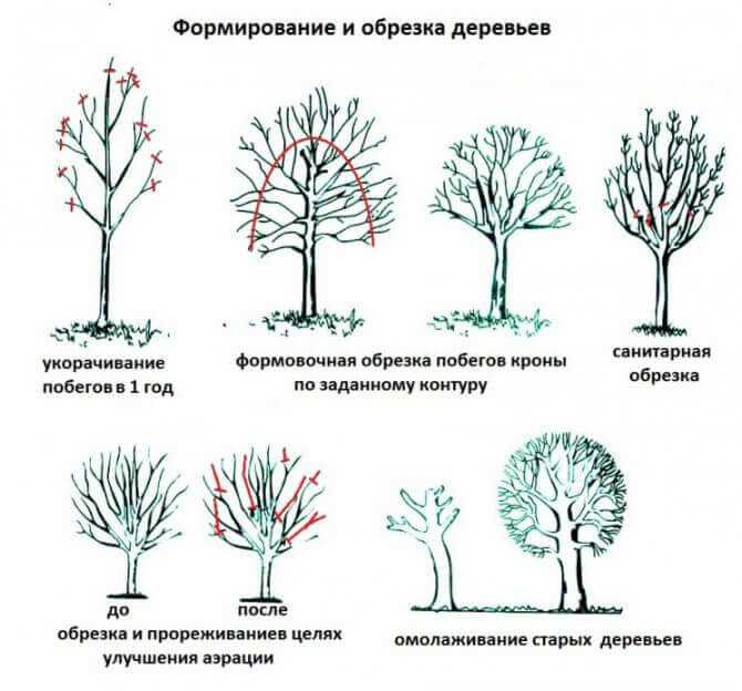 Проверка общего состояния каштана