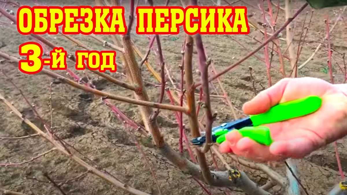 Шаг 4: Подача или использование