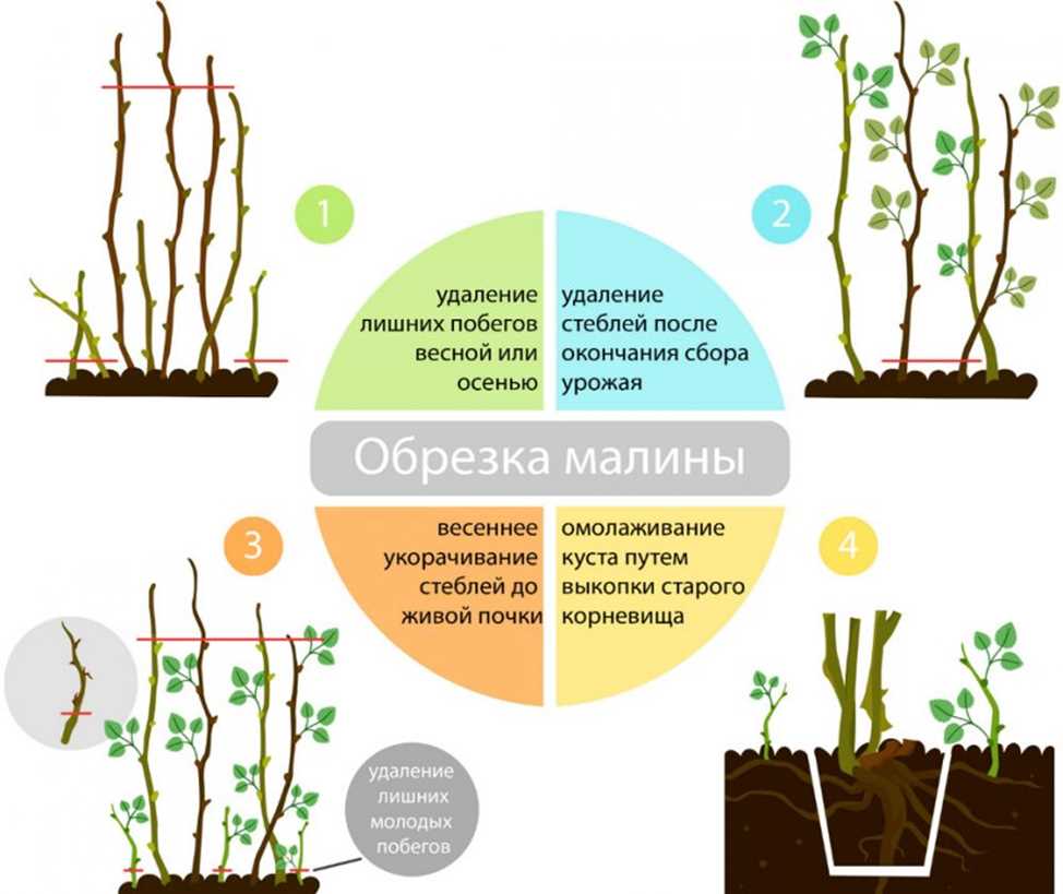 Шаг 1: Обрезка весной