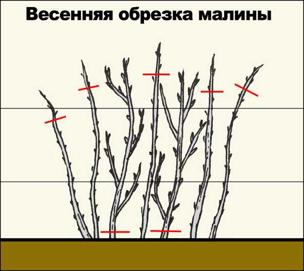 Обрезка побегов для формирования куста