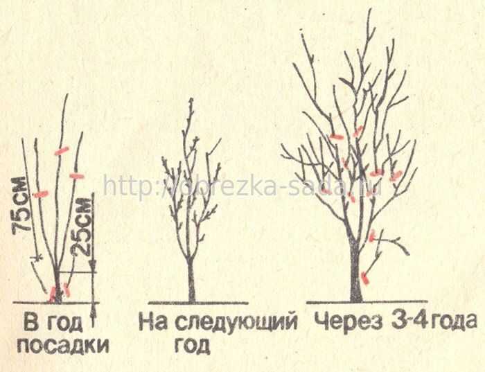 Причины для обрезки сливы