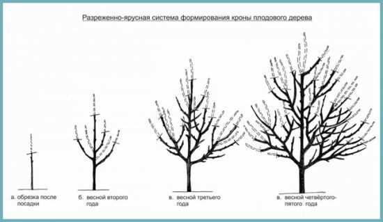 2. Удаление поврежденных и больных ветвей