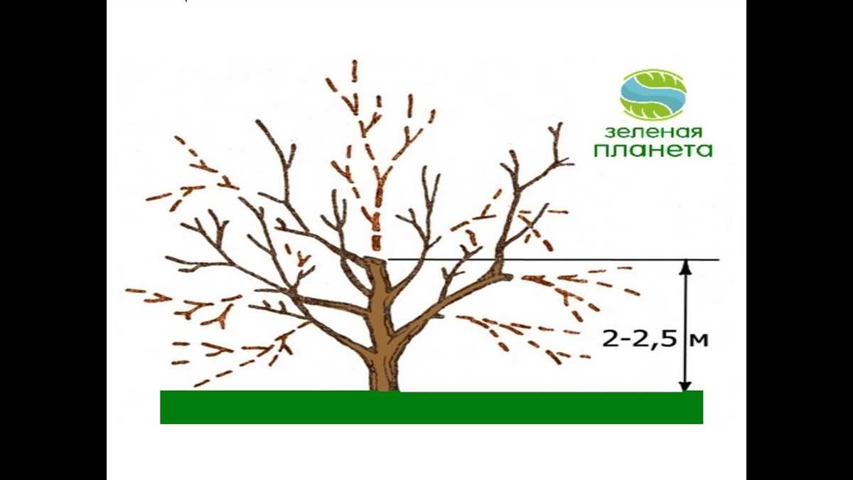 5. Защита от инфекций