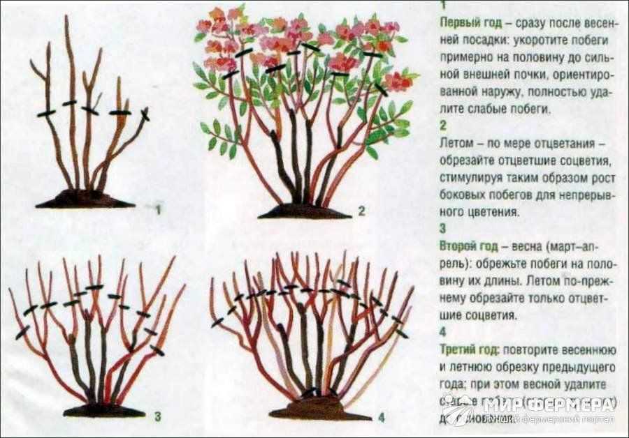 Правила обрезки сирени