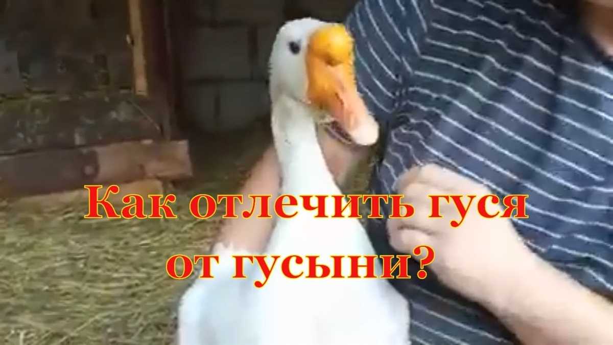 2. Гусыни: