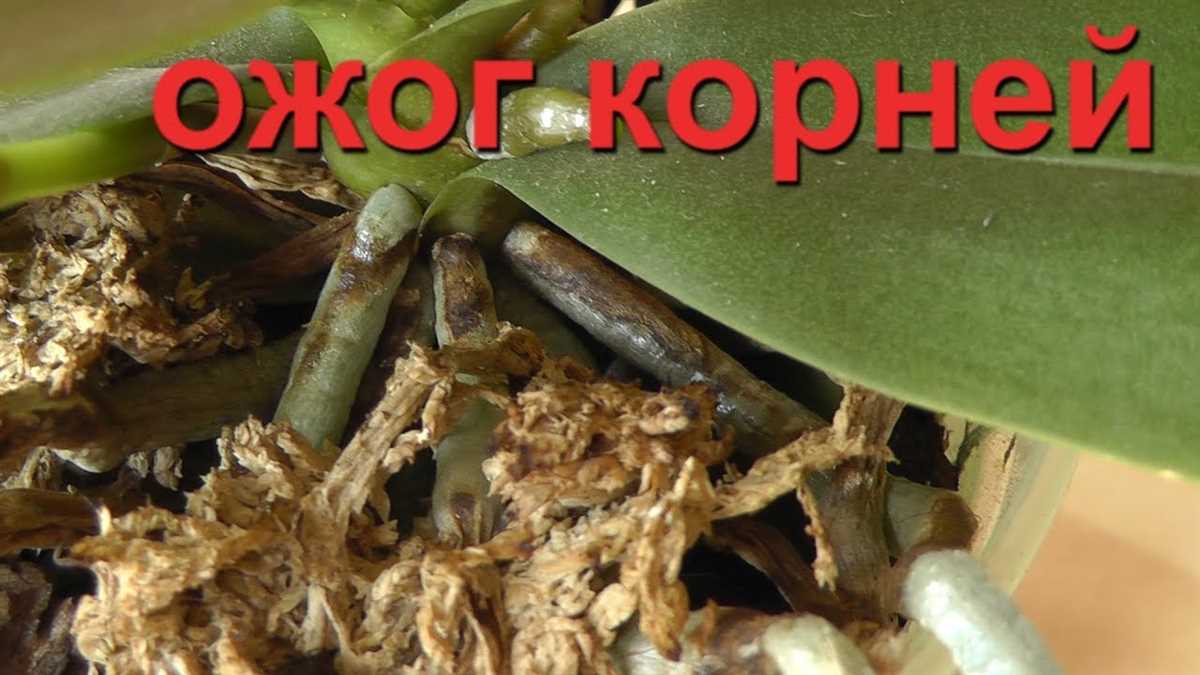 Как различить корень от цветоноса у орхидеи?