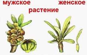 Время цветения и плодоношения у мужских и женских облепих