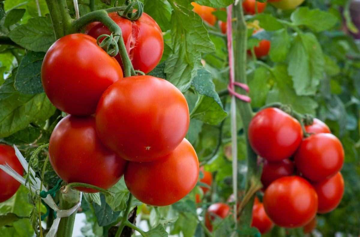 Методы подкормки помидоров куриным пометом