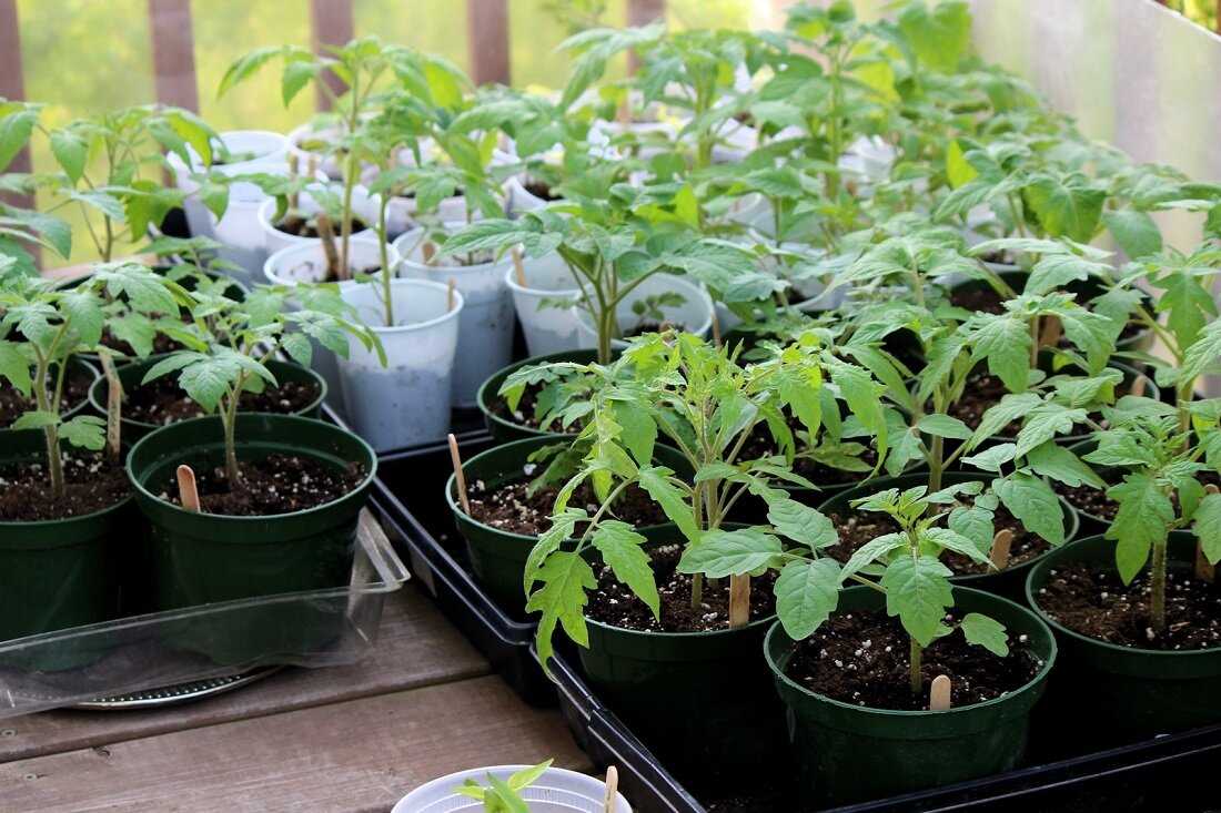 Подкормка рассады помидоров перекисью водорода: эффективный и натуральный способ