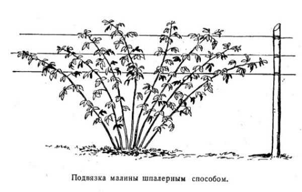 Правильное крепление подвязки