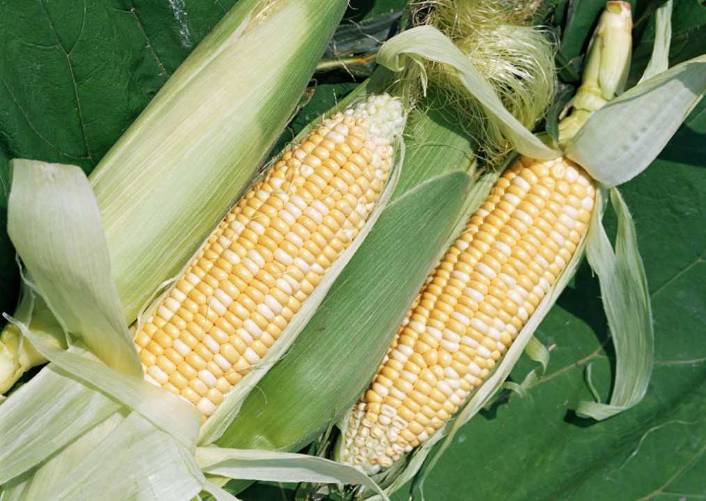 Полив кукурузы в умеренных климатических условиях