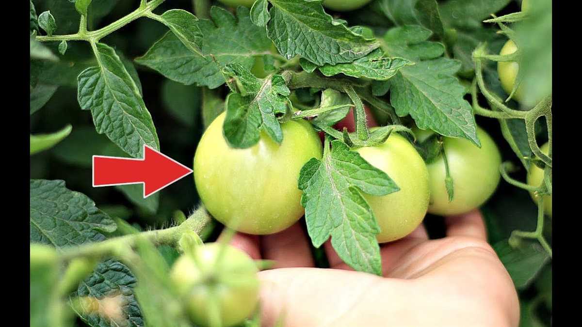 Как правильно поливать помидоры во время жары?