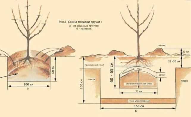 Подготовка почвы для посадки груши