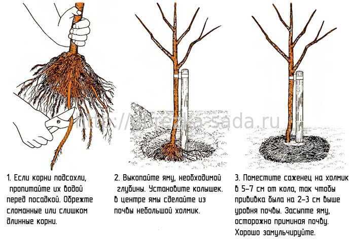 Выбор саженца груши и подготовка к посадке