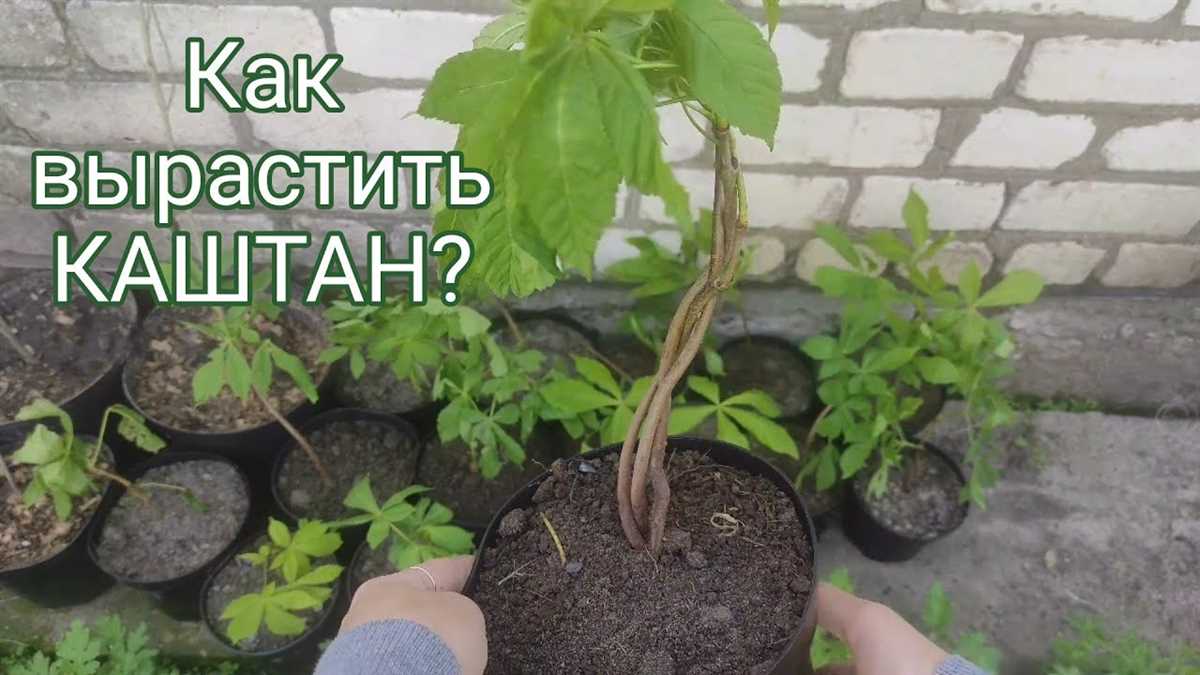 Влажность почвы