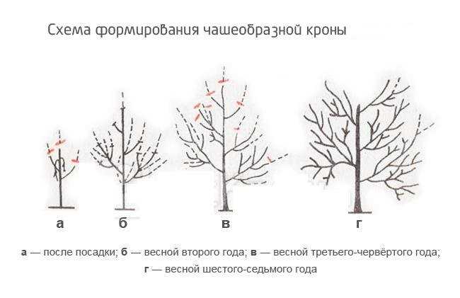 Нужно ли проводить дополнительные процедуры после обрезки алычи?