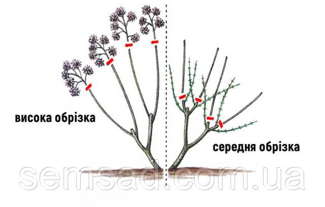 Когда обрезать гортензию?