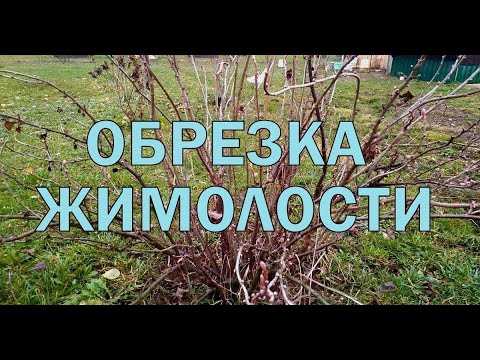 Почему обрезка важна для жимолости?