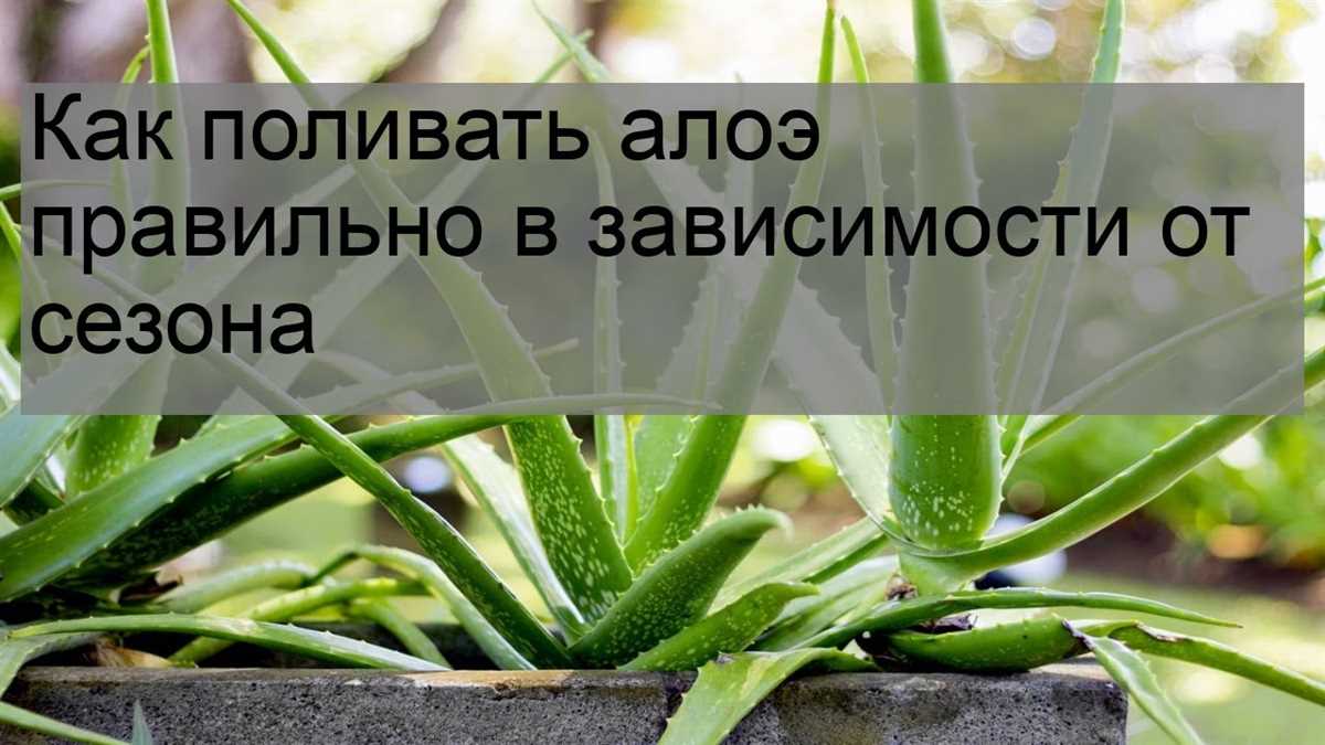 Установите определенное расписание полива