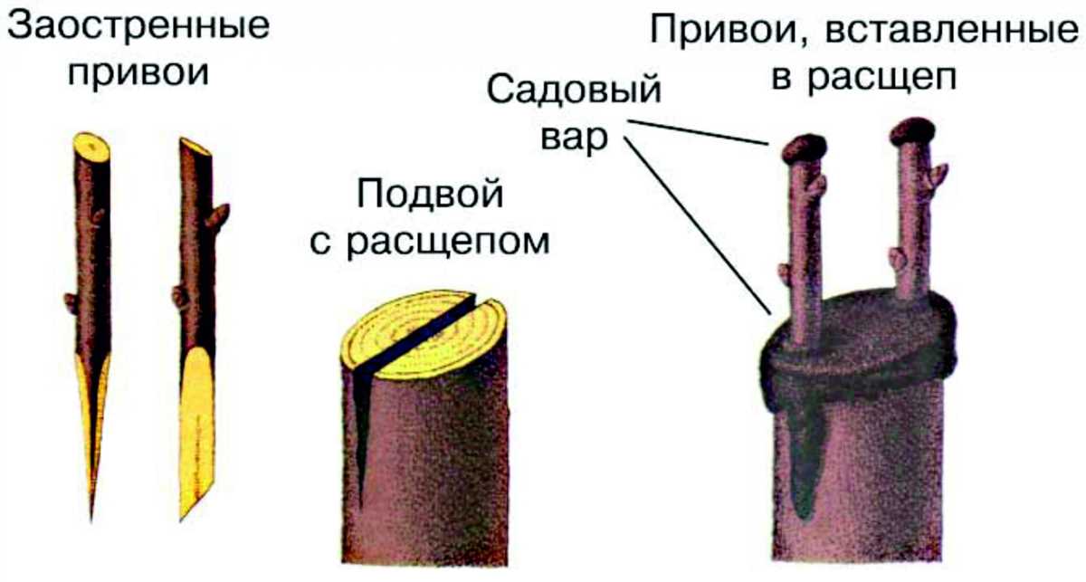 Шаг 2: Полив и внесение удобрений