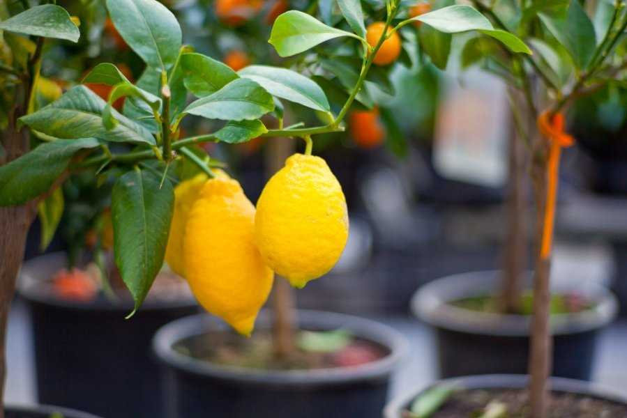 Уход за привитым лимонным деревом